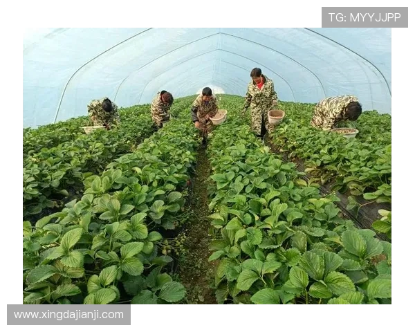 九台农商银行积极推动金融创新服务助力地方经济发展与乡村振兴战略实施 九台农商银行积极推动金融创新服务助力地方经济发展与乡村振兴战略实施